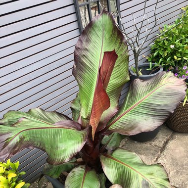 Ensete ventricosum 'Maurelii' syn. Ensete ventricosum 'Rubrum', Ensete 'Maurelii', Musa 'Santa Morelli'