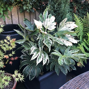 Fatsia japonica 'Spider's Web'