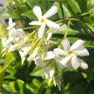 Trachelospermum jasminoides