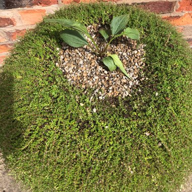 Echinacea purpurea 'Green Twister'