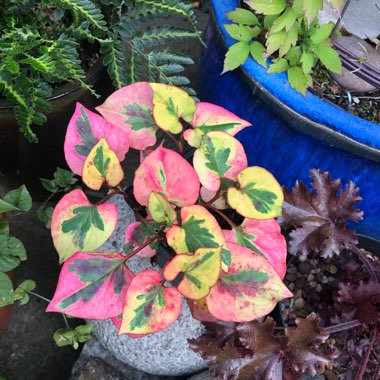 Houttuynia cordata 'Chameleon' syn. Houttuynia cordata 'Court Jester', Houttuynia cordata 'Flame', Houttuynia cordata 'Tricolour', Houttuynia cordata 'Variegata', Houttuynia foetida