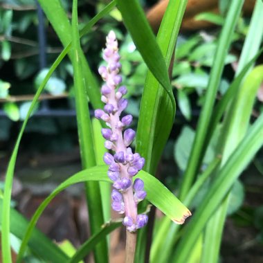 Liriope muscari  syn. Liriope platyphylla, Ophiopogon graminifolius