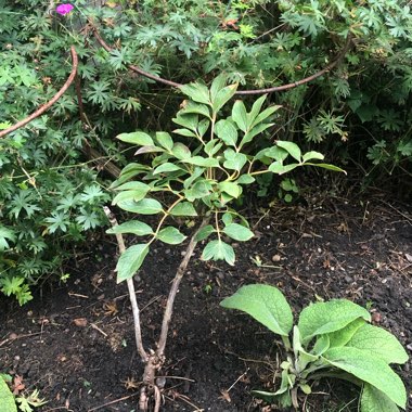 Paeonia x suffruticosa