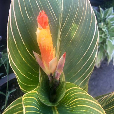 Canna 'Pretoria' syn. Canna 'Bengal Tiger', Canna 'Striata', Canna 'Palida', Canna 'Malawiensis', Canna 'Malawiensis Variegata', Canna 'Praetoria', Canna 'Pretoria Variegata', Canna 'Kaepit'