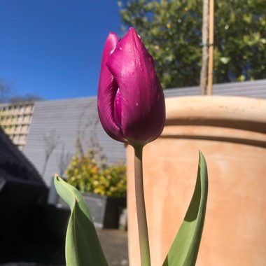 Tulipa