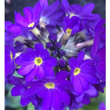 Primula Denticulata 'Corolla Blue'