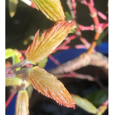 Acer Japonicum Vitifolium