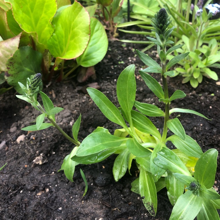 Plant image Veronica gentianoides