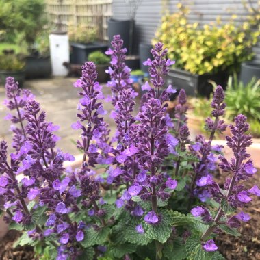 Nepeta x faassenii