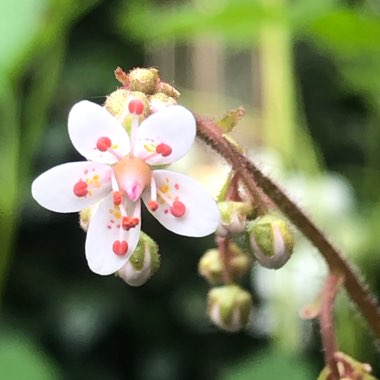 Saxifraga x urbium