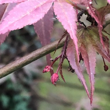 Acer Palmatum 'Fireglow'