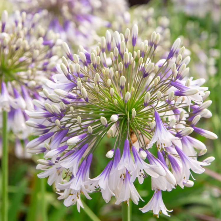 Plant image Agapanthus 'Mdb001' syn. Agapanthus 'Fireworks'