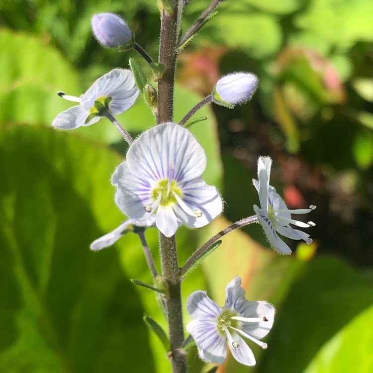 Plant image Veronica gentianoides