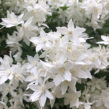 Deutzia gracilis 'Nikko'