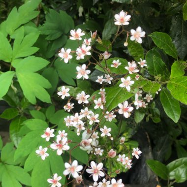 Saxifraga x urbium