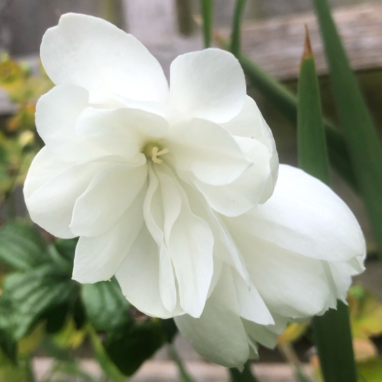 Plant image Philadelphus Coronarius