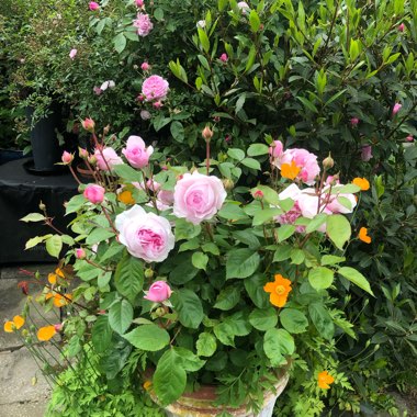 Rosa 'Ausmixture' syn. Rosa 'Olivia Rose Austin'