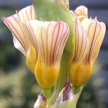 Sisyrinchium striatum