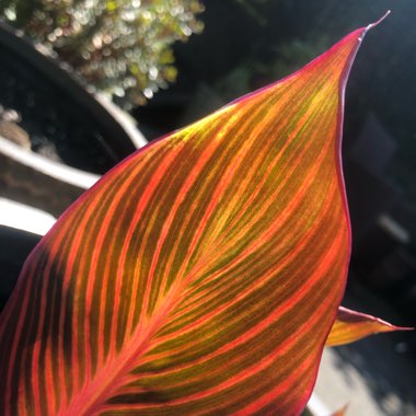 Canna 'Phasion' syn. Canna 'Durban', Canna 'Tropicanna', Canna 'Inferno'