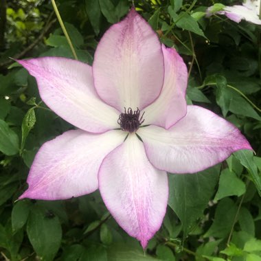 Clematis 'Fond Memories'