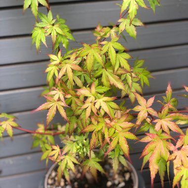 Acer palmatum (Dissectum Group) syn. Acer palmatum var. dissectum