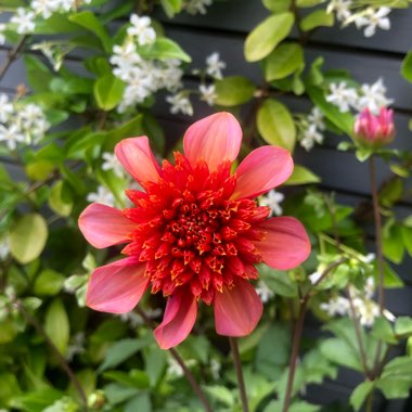 Dahlia 'Totally Tangerine'