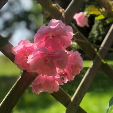 Rosa 'Bonica'