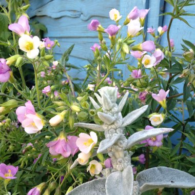 Polemonium Carneum