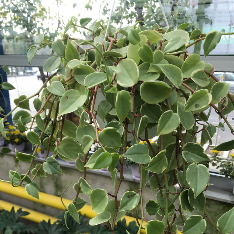 Plant image Peperomia Scandens Variegata