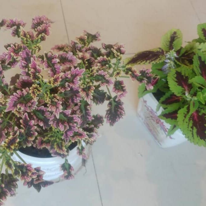 Plant image Plectranthus scutellarioides 'Gilda'