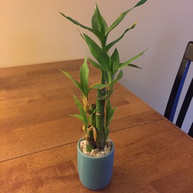 Lucky Bamboo