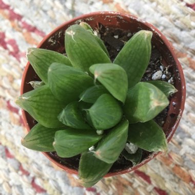 Haworthia 'Cuspidata'