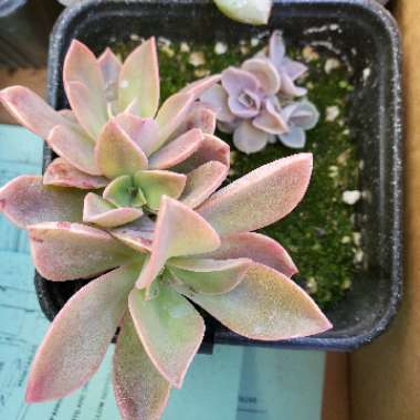 Graptoveria 'Fred Ives'