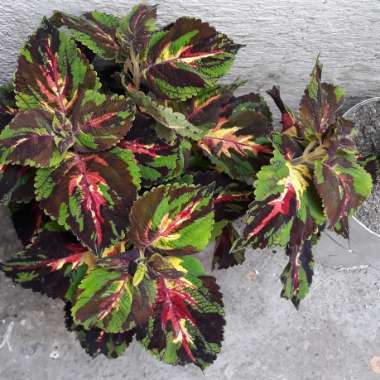 Solenostemon scutellarioides  syn. Plectranthus scutellarioides, Coleus scutellarioides, Coleus blumei