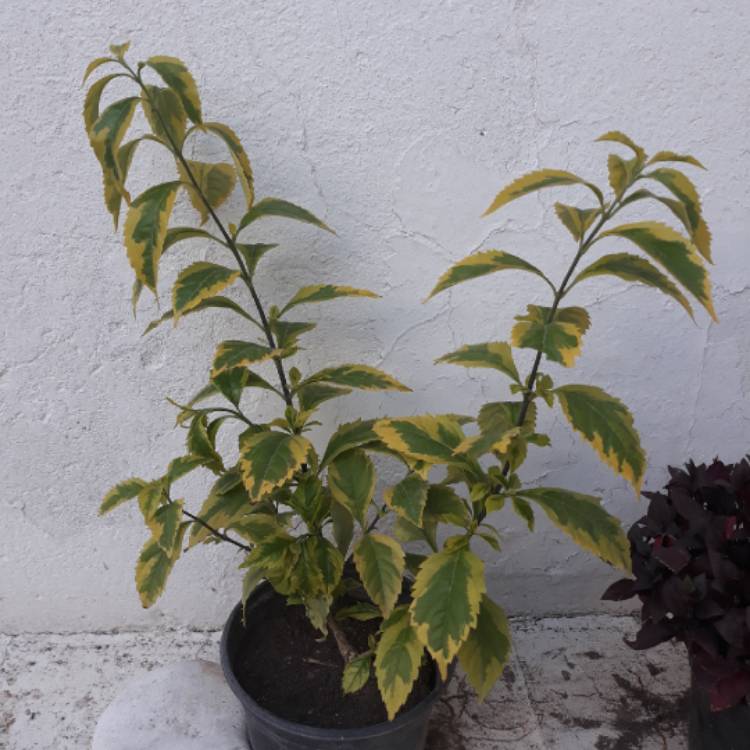 Plant image Duranta erecta 'Gold Mound'