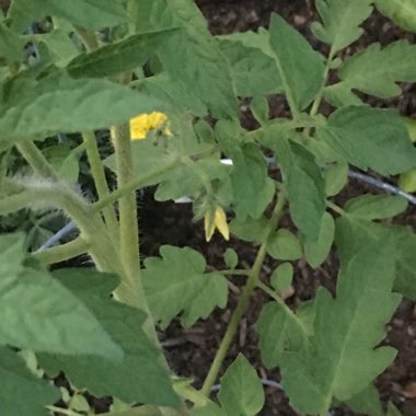 Solanum lycopersicum 'Rutgers'