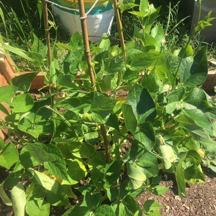 Plant image Vigna unguiculata subsp. unguiculata