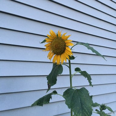 Sunflower 'Russian Mammoth'