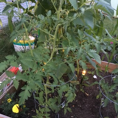 Tomato 'Rutgers'