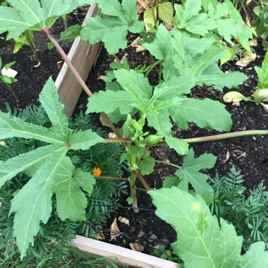 Okra 'Clemson Spineless'