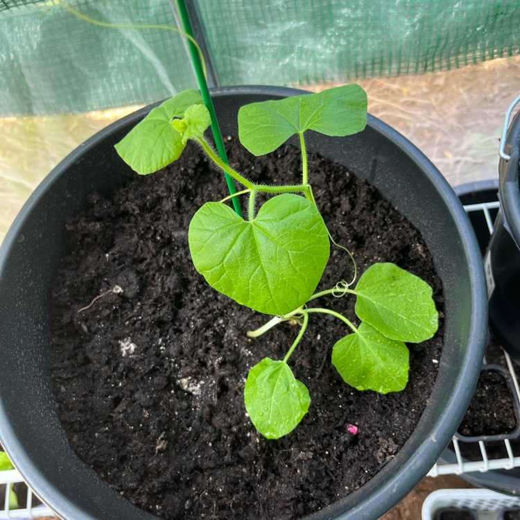 Plant image Cucumis melo var reticulatus