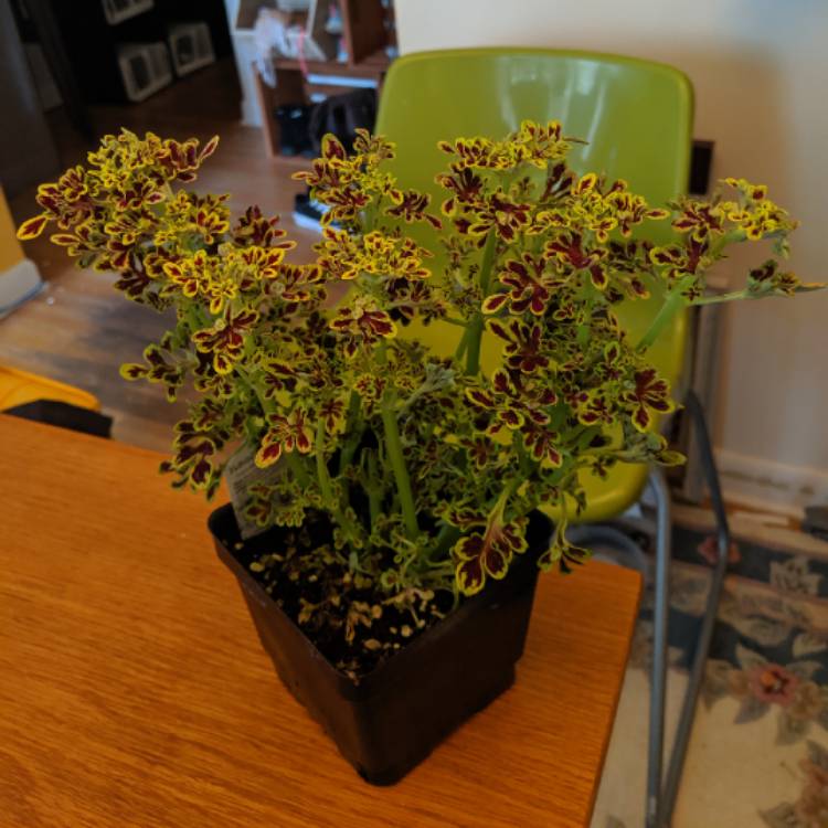 Plant image Solenostemon scutellarioides 'Red Coral' (Under The Sea Series)