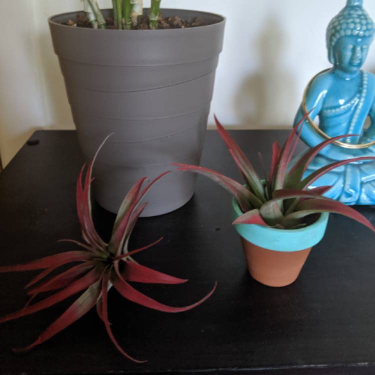 Plant image Tillandsia abdita 'Red Form'