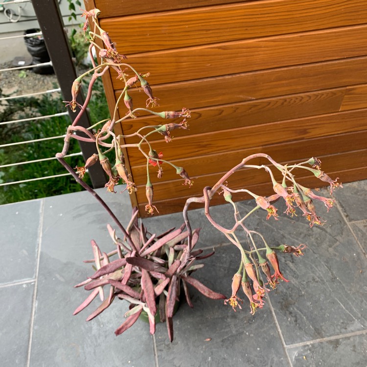 Plant image Cotyledon Burgundy Ice