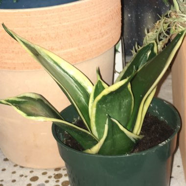 Dwarf Sansevieria trifasciata