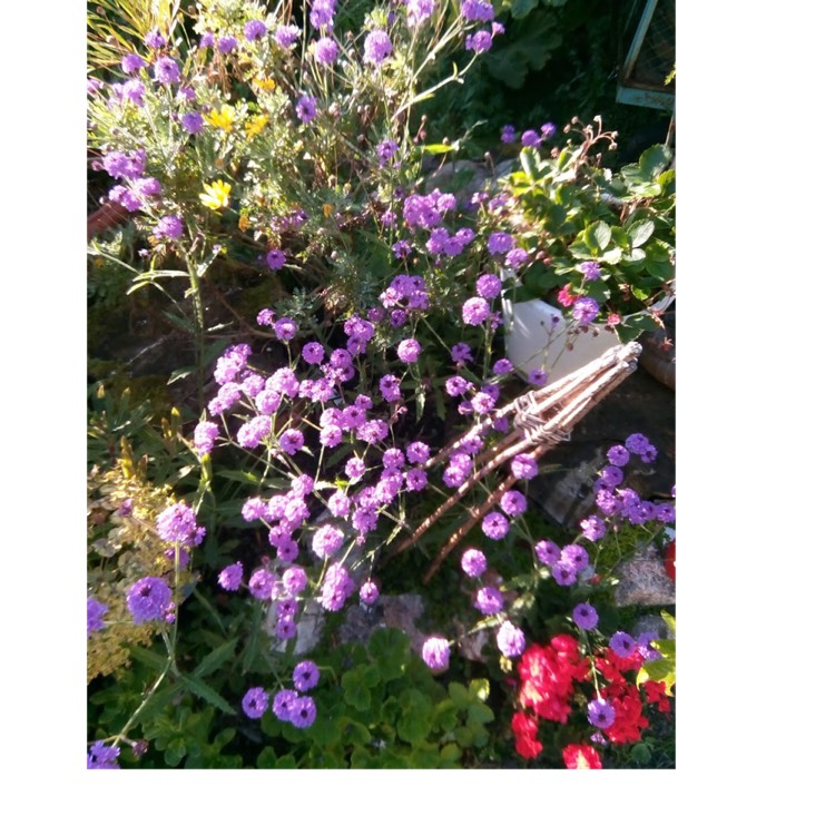 Plant image Verbena rigida syn. Verbena venosa