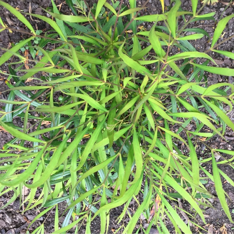 Plant image Mahonia eurybracteata subsp. ganpinensis 'Soft Caress'