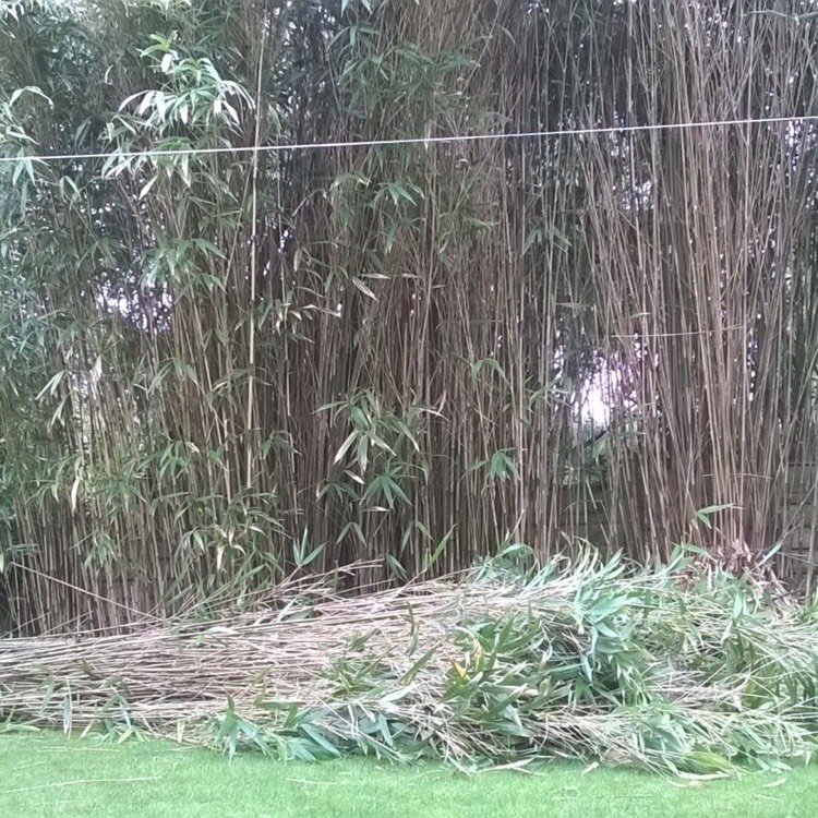 Plant image Phyllostachys aurea 'Albovariegata'