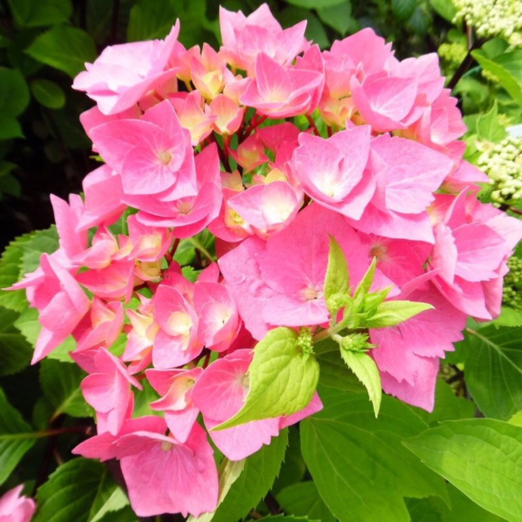 Plant image Hydrangea macrophylla 'Taube'