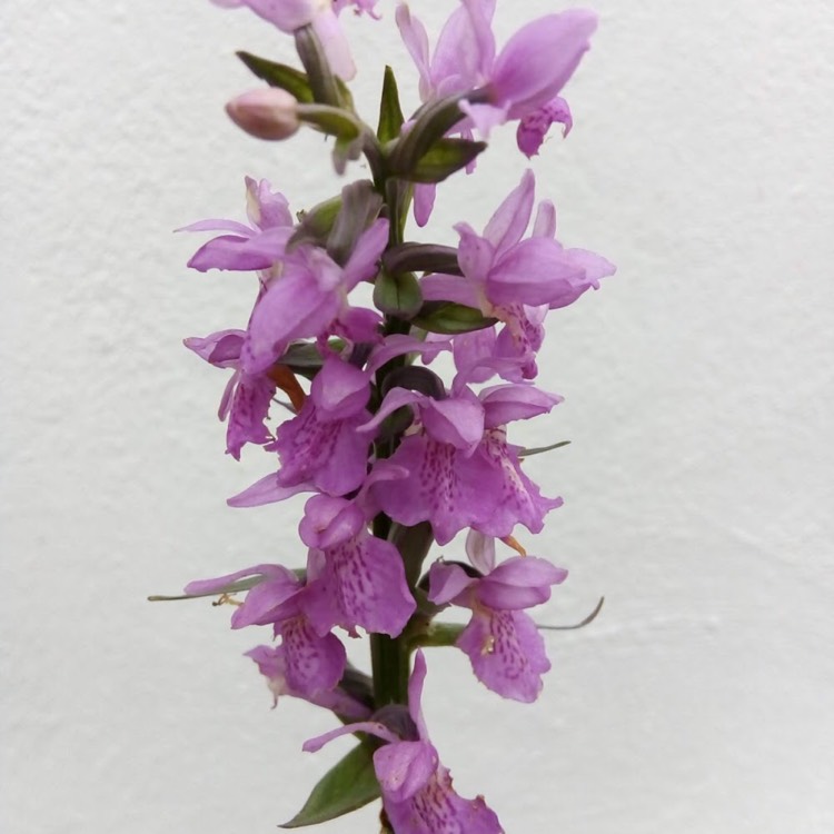 Plant image Dactylorhiza majalis